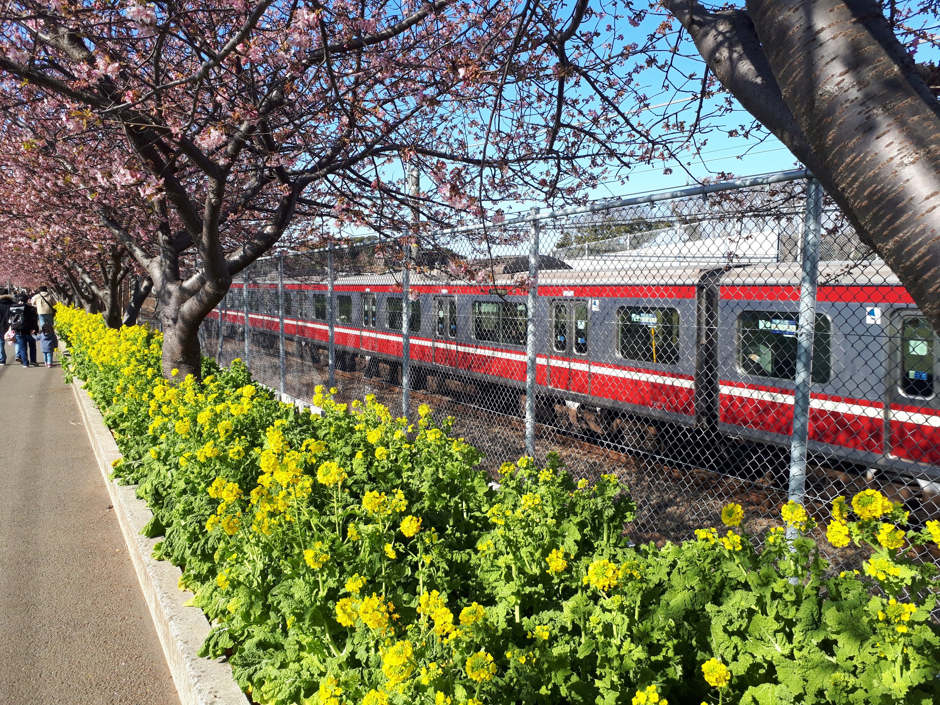 三浦市桜まつり