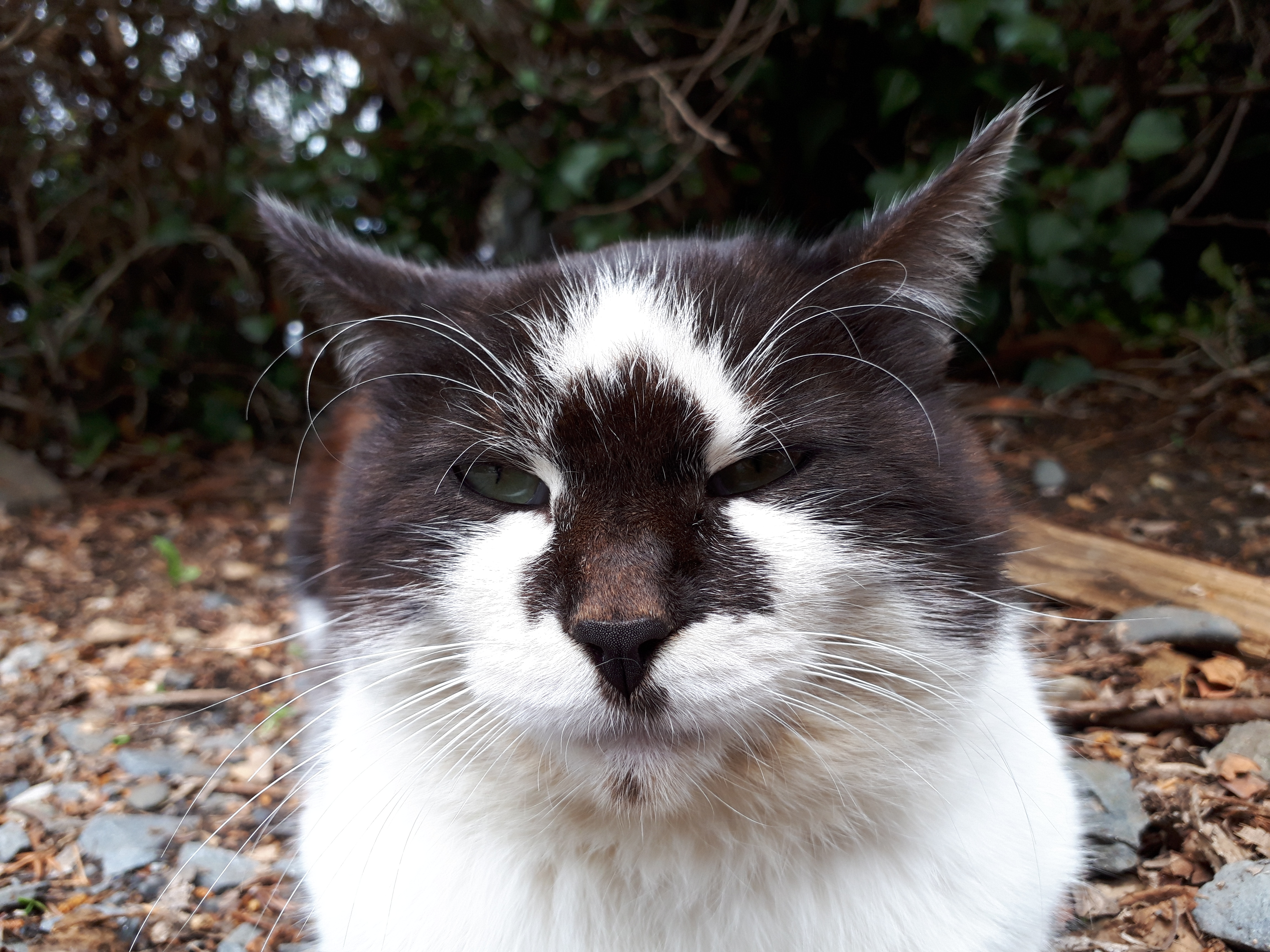 【初体験】猫山(ねこざん)に登ってきました！！