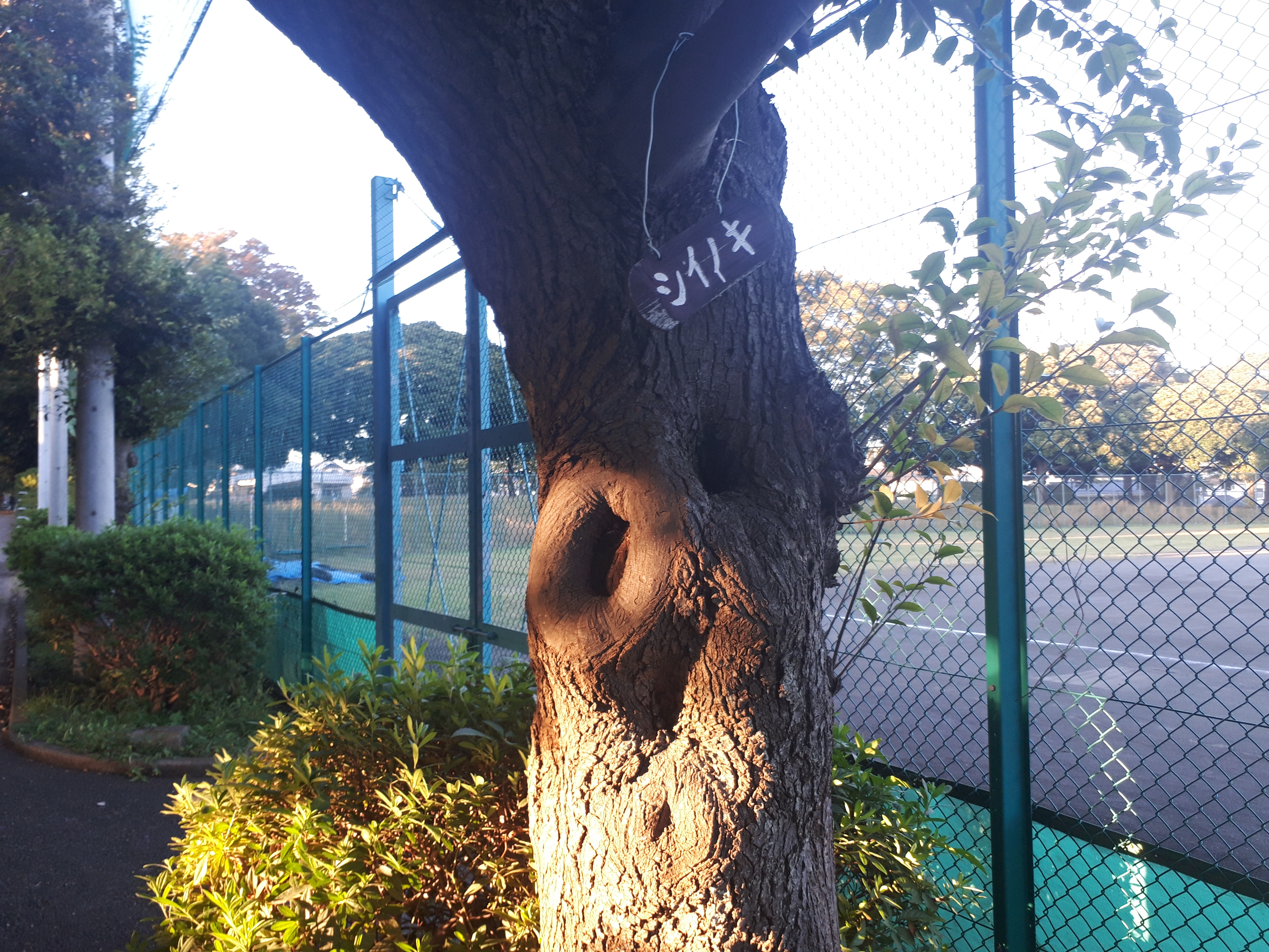 岸根公園に行ったら人面木(じんめんぼく)いた！！