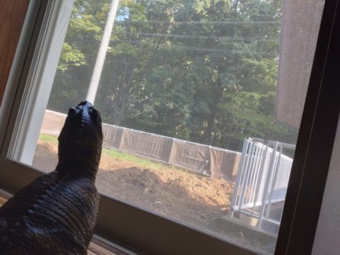ヤブガラシが終わらない。