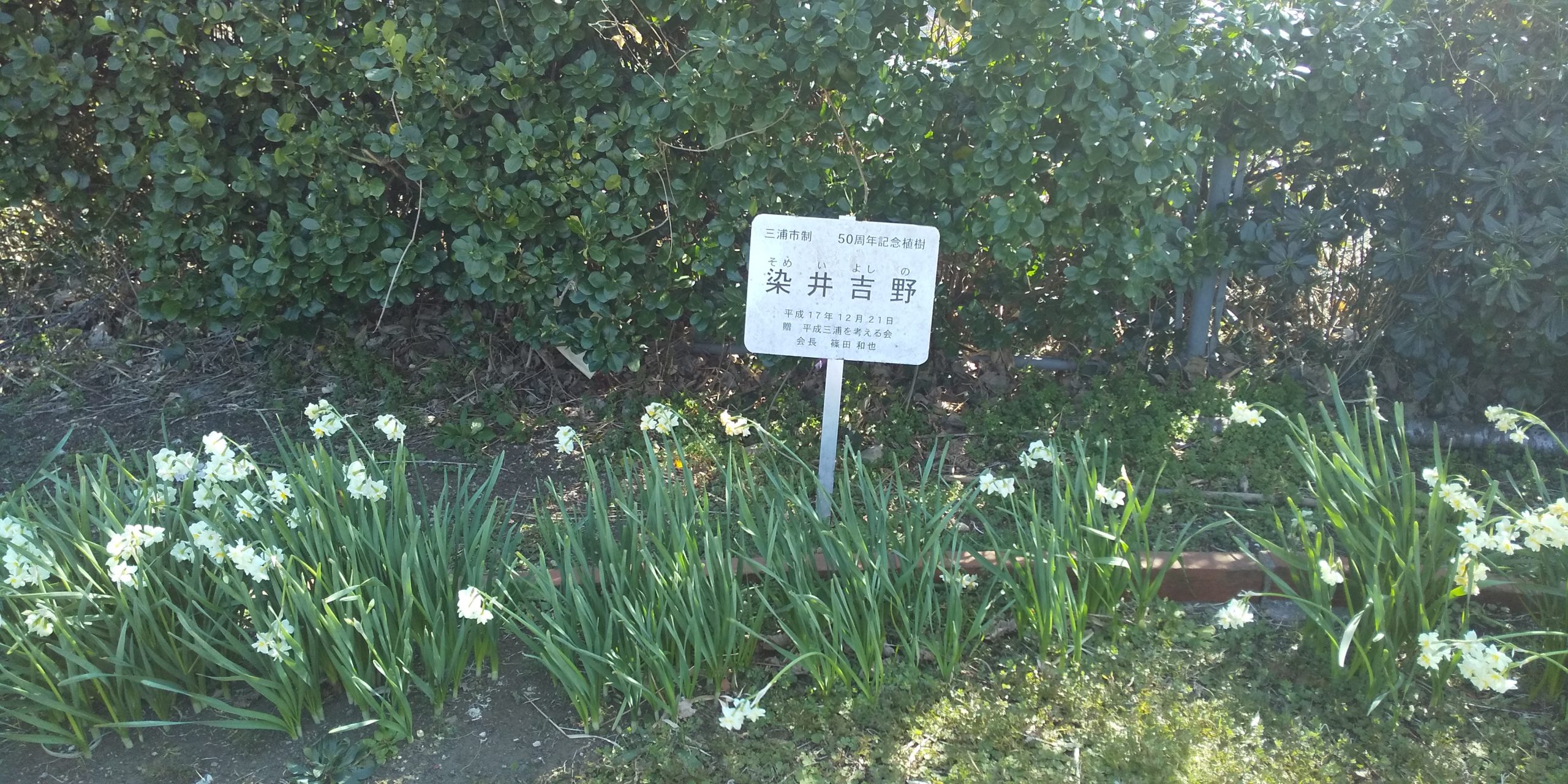 染井吉野さん