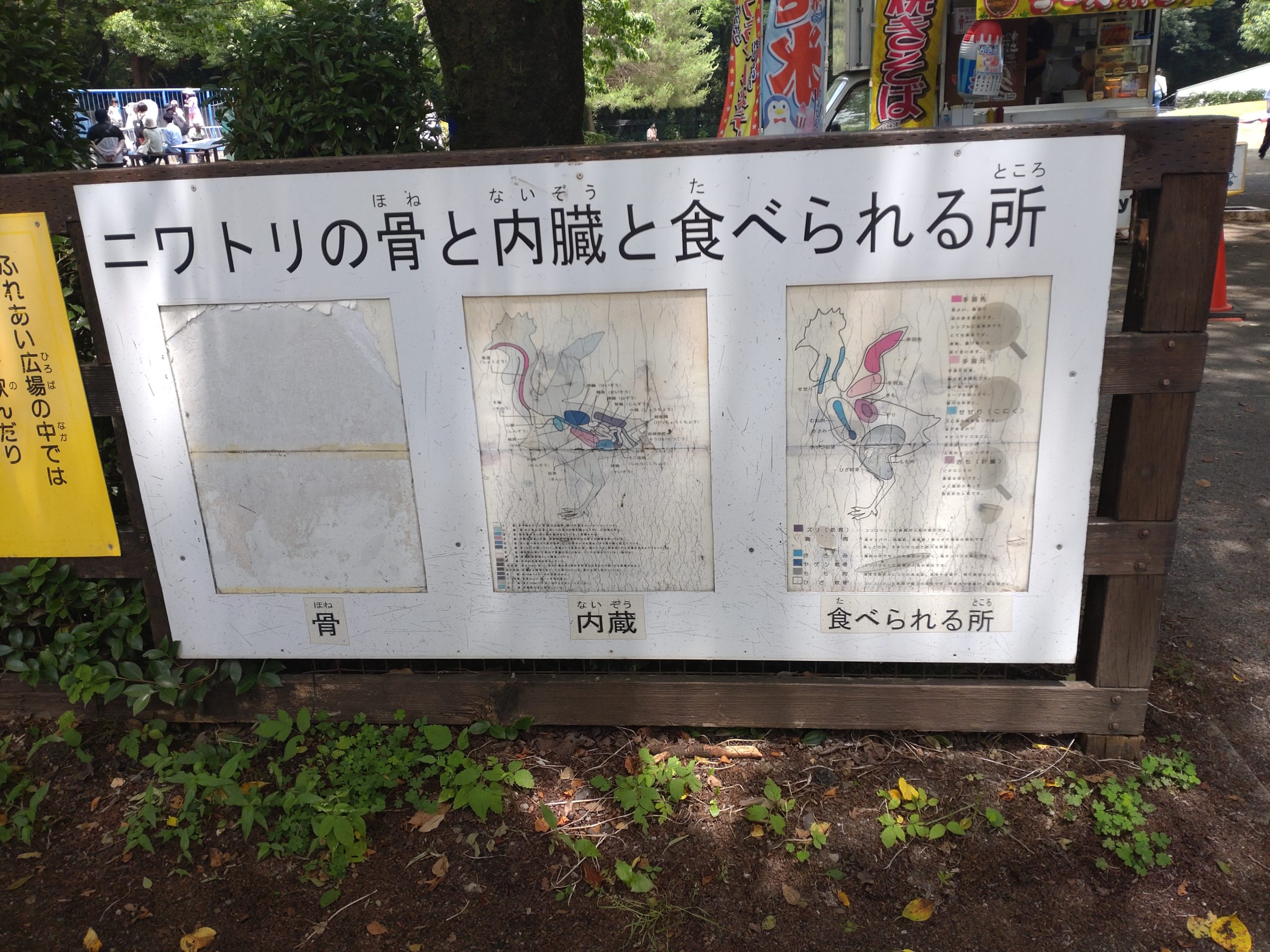 ニワトリの骨と内臓と食べられる所。