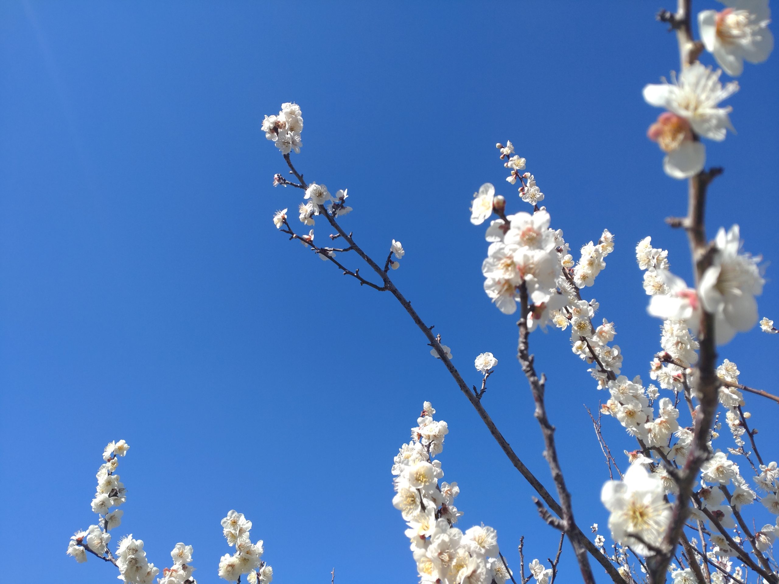 生きとし生けるものたちが幸せでありますように。