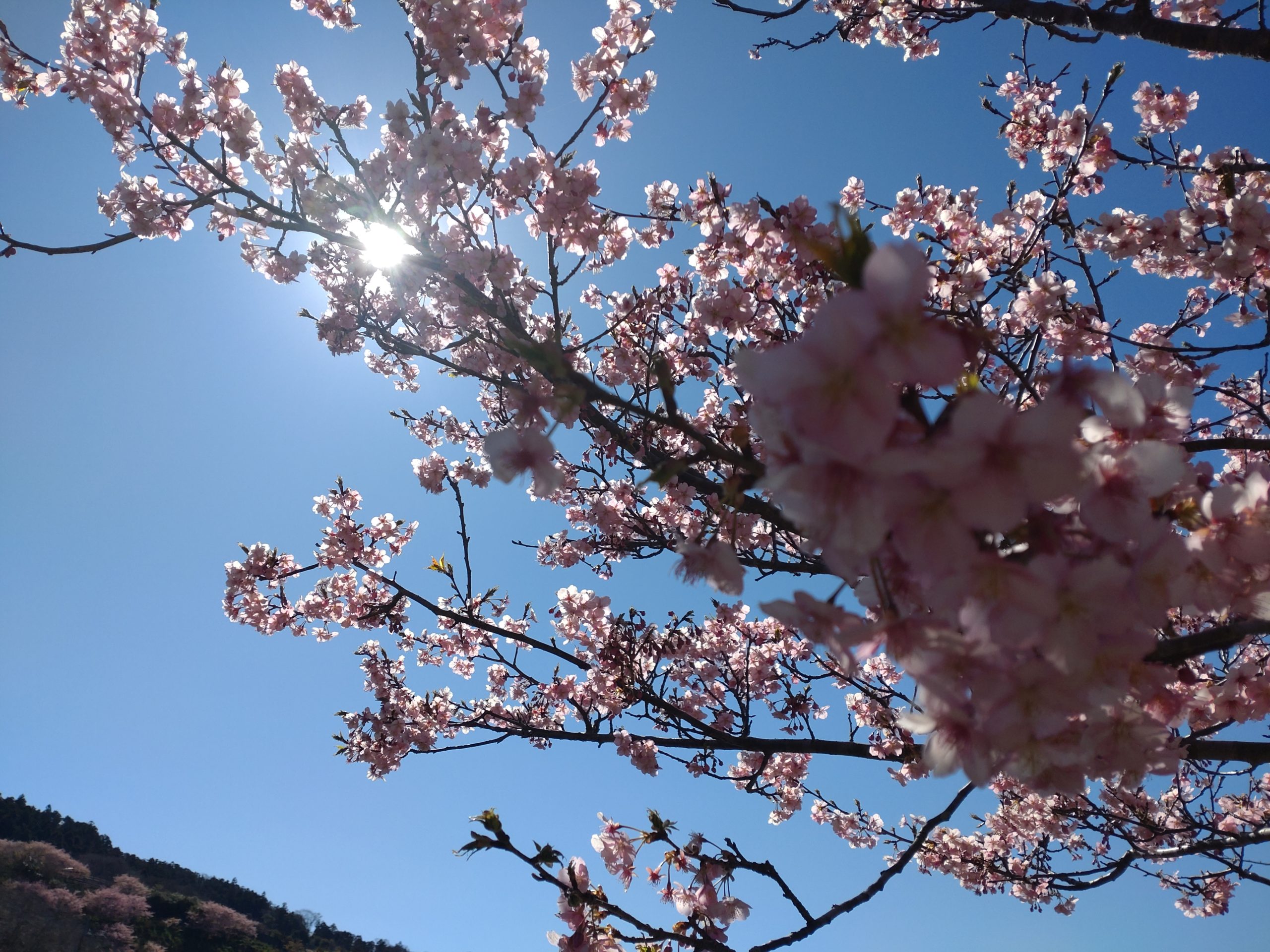 3月に入りました！
