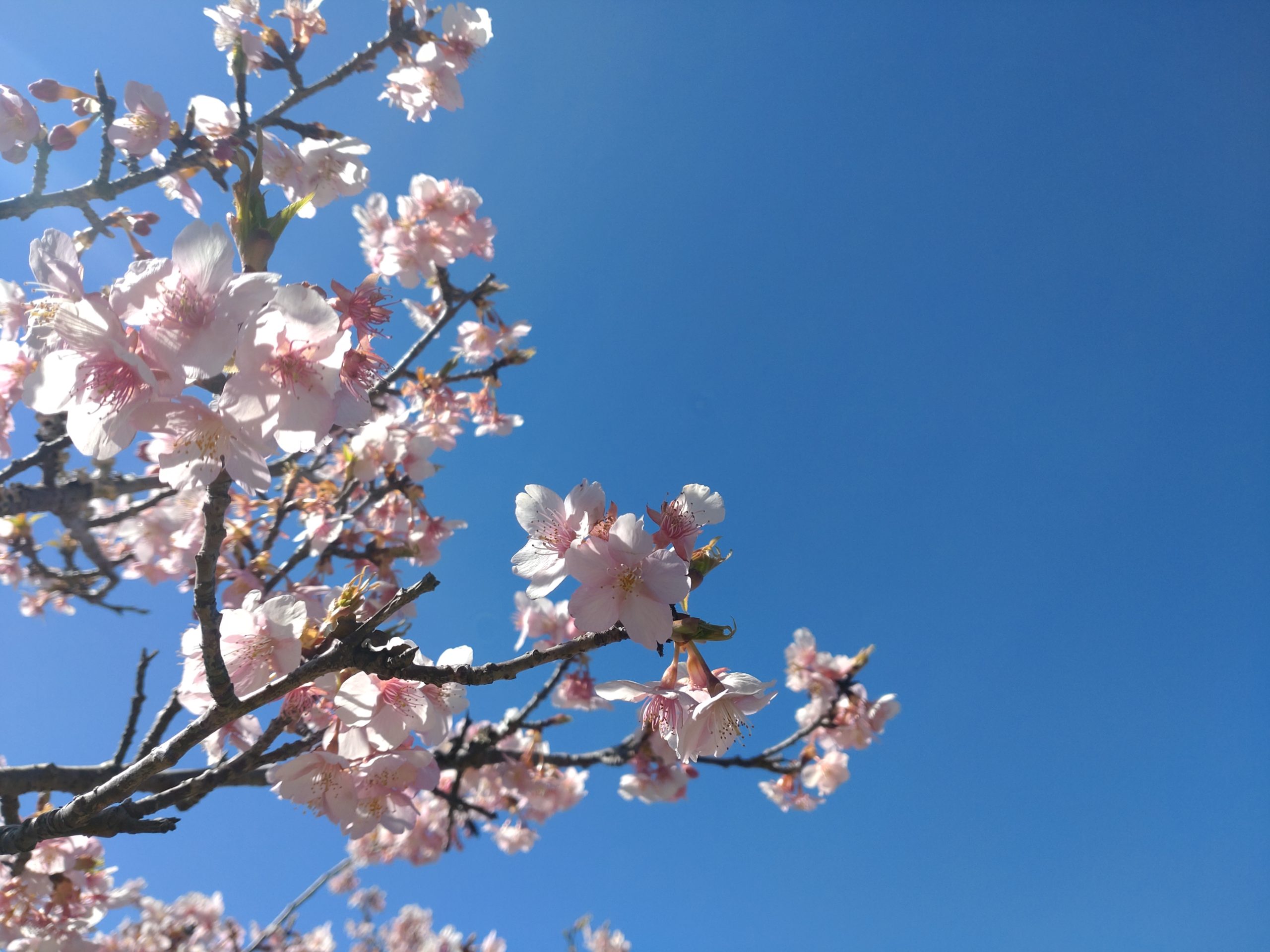 【佐久間ダム湖】頼朝桜まつりに行ってきた