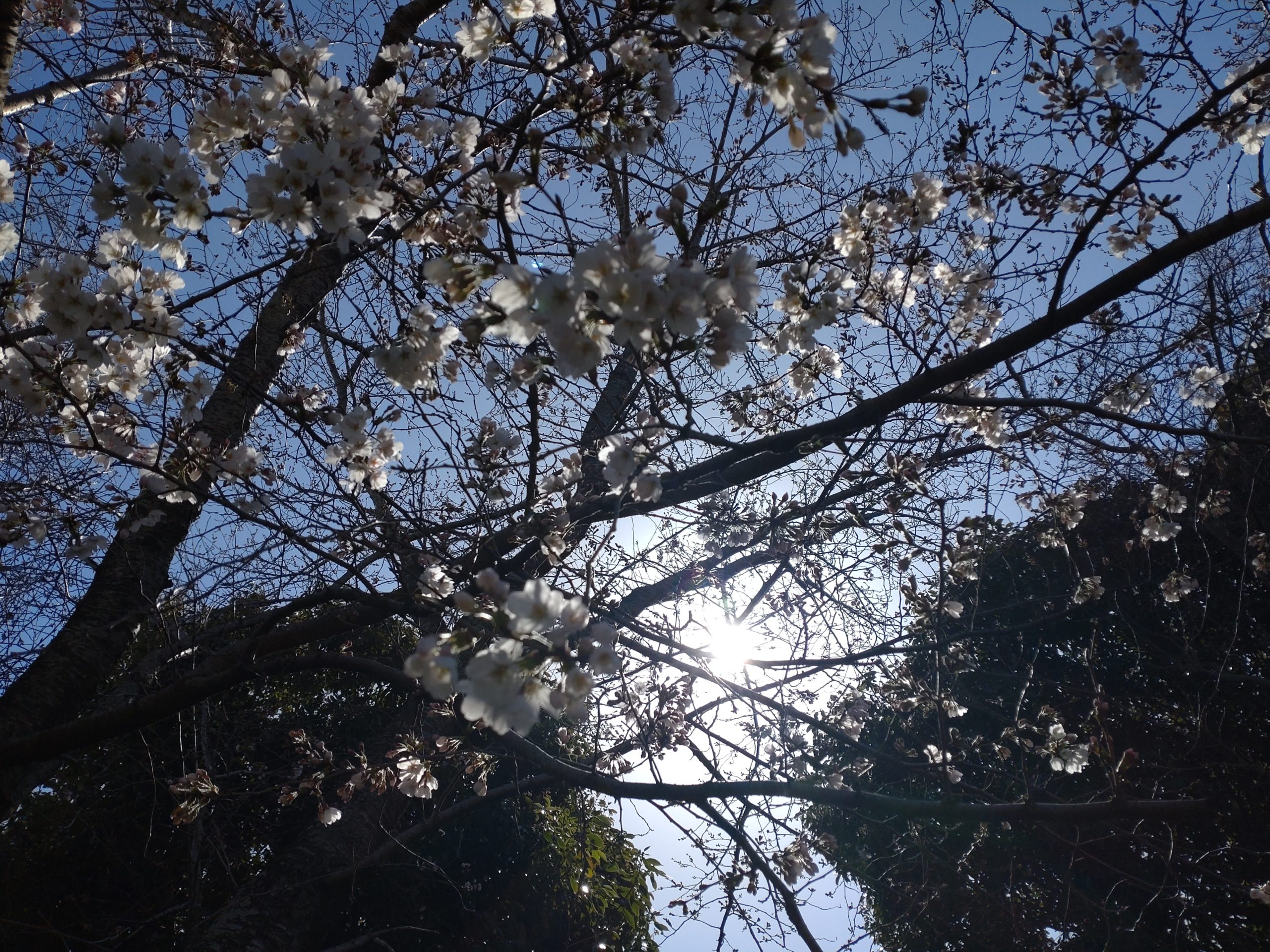 吉岡社長の桜前線レポート２０２３