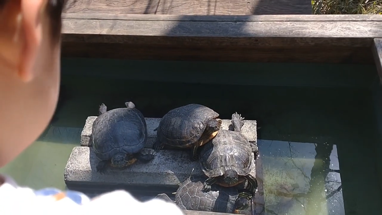 茅ヶ崎自然生態園で生き物観察してきた！