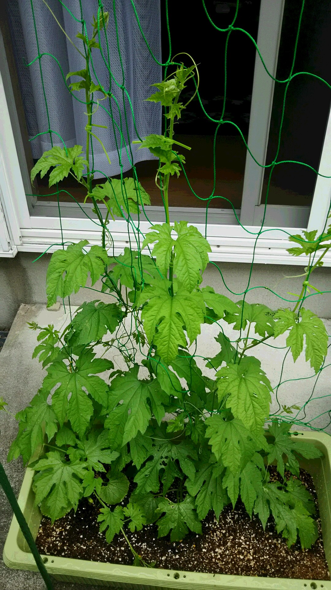 【花が咲いたヾ(o´∀｀o)ﾉ】夏の庭（秋庭の庭）