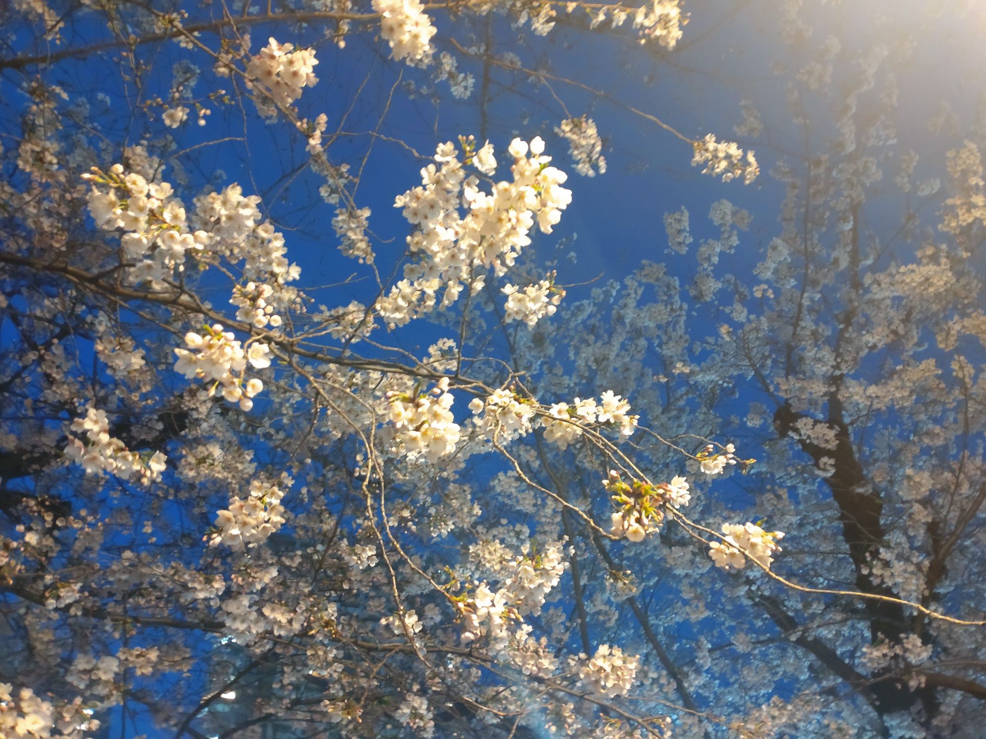 天使のようなあの子は、無限の世界へと連れてゆかれてしまった。