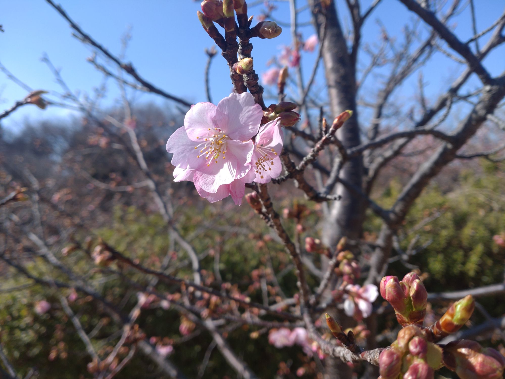 そろそろ河津桜の見ごろかな？