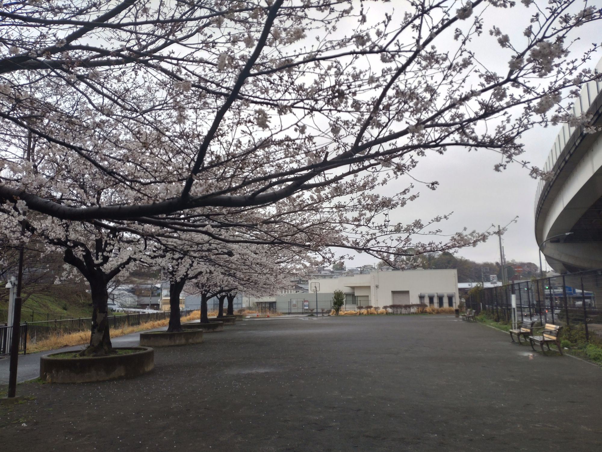 各所で桜が見ごろです(^^♪