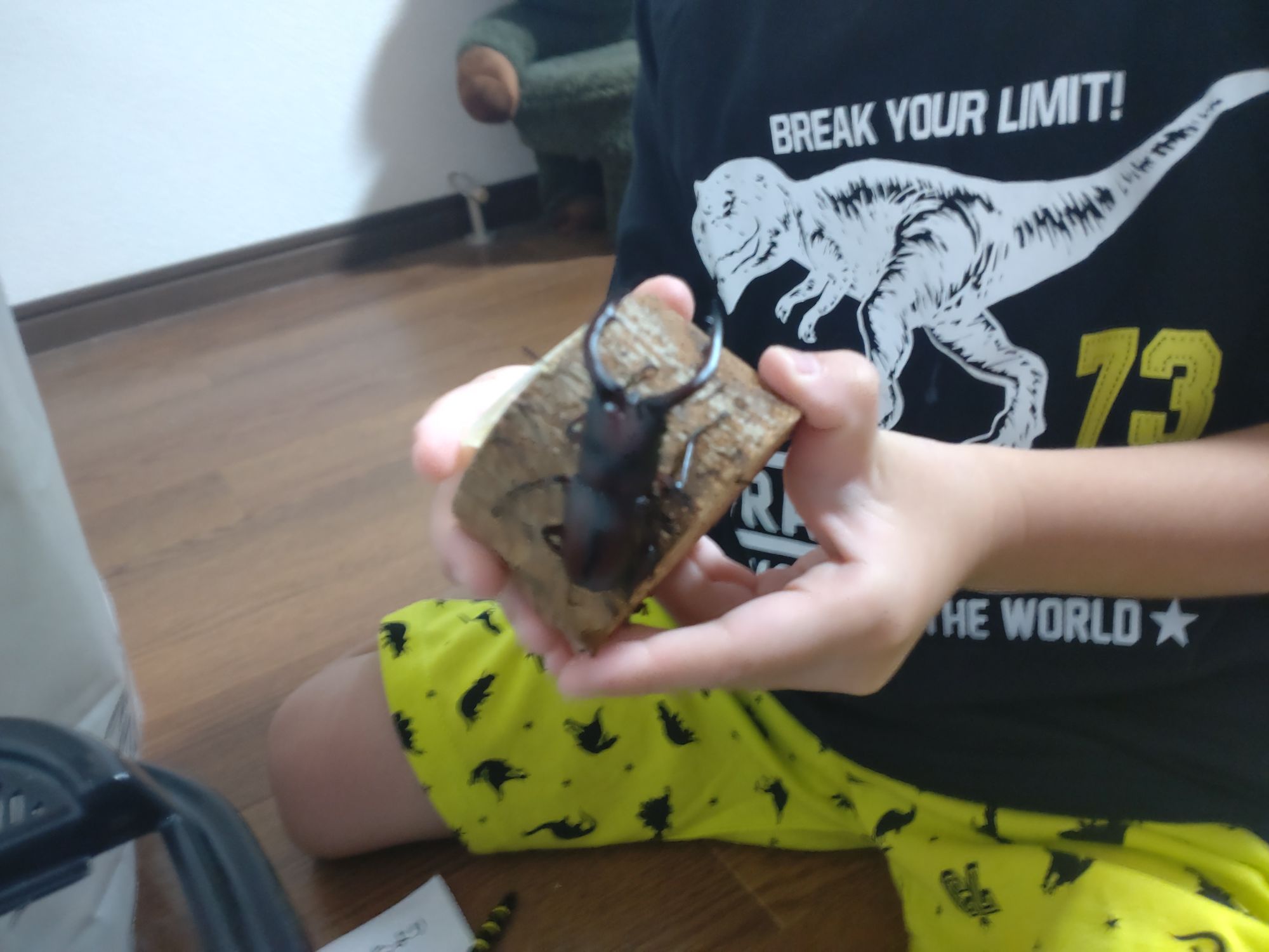 ノコギリクワガタ飼い始めました。