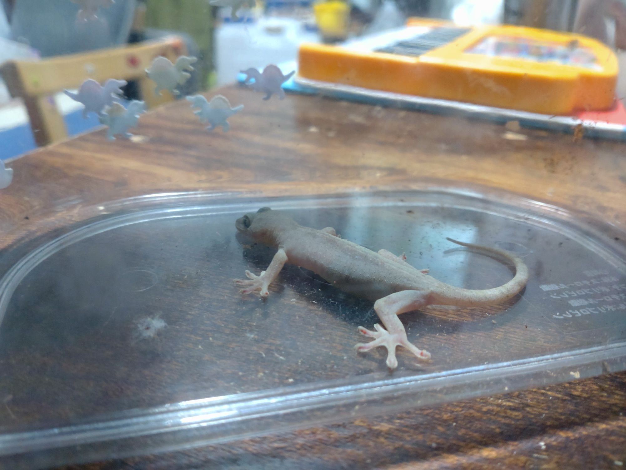 ヤモリちゃん飼い始めました!!