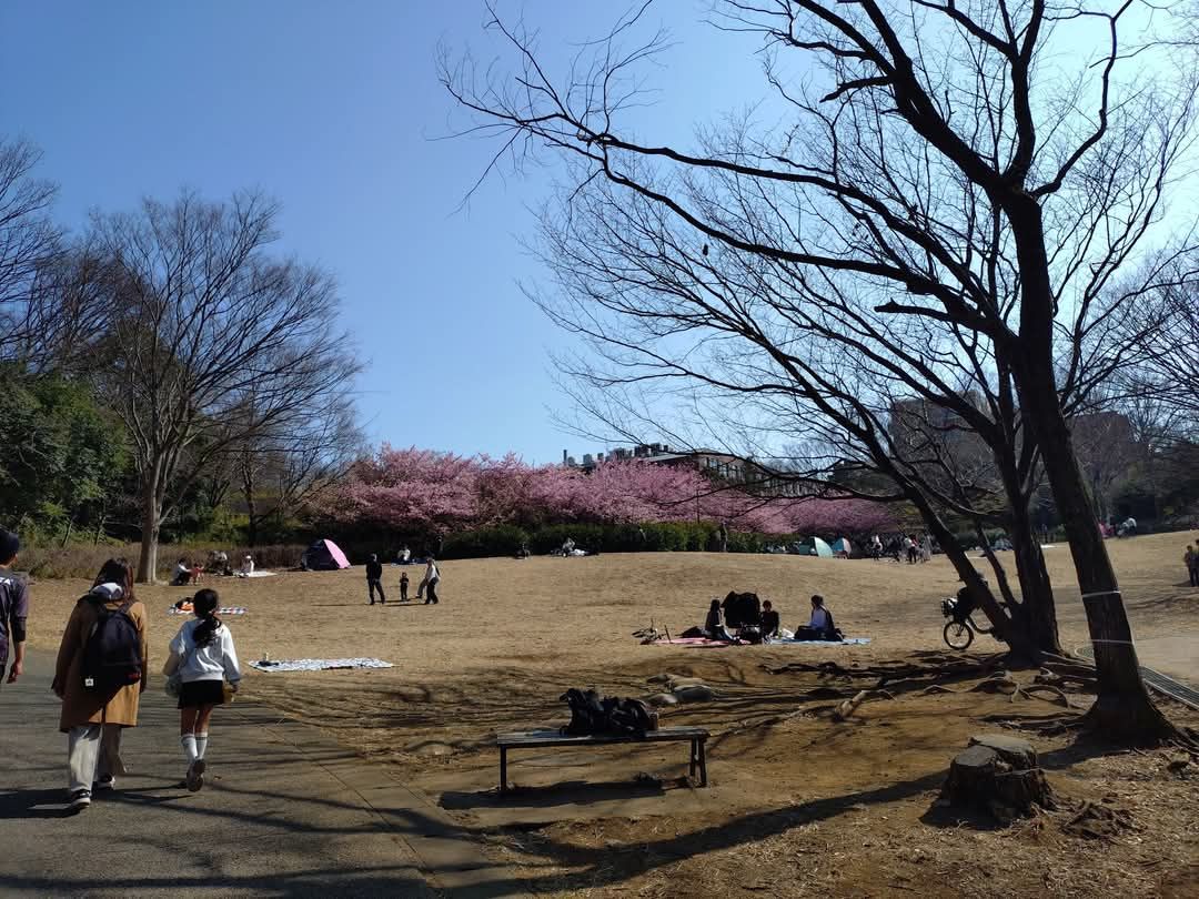 河津桜の見ごろです。