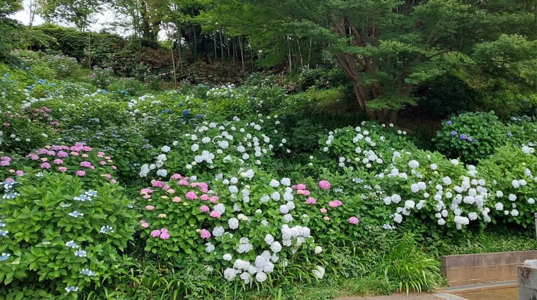梅雨入り。